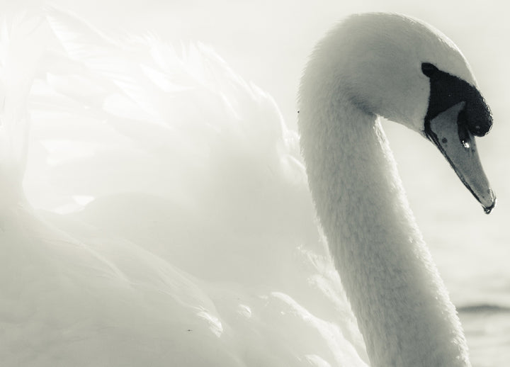 Canvastavla - Swan Lake