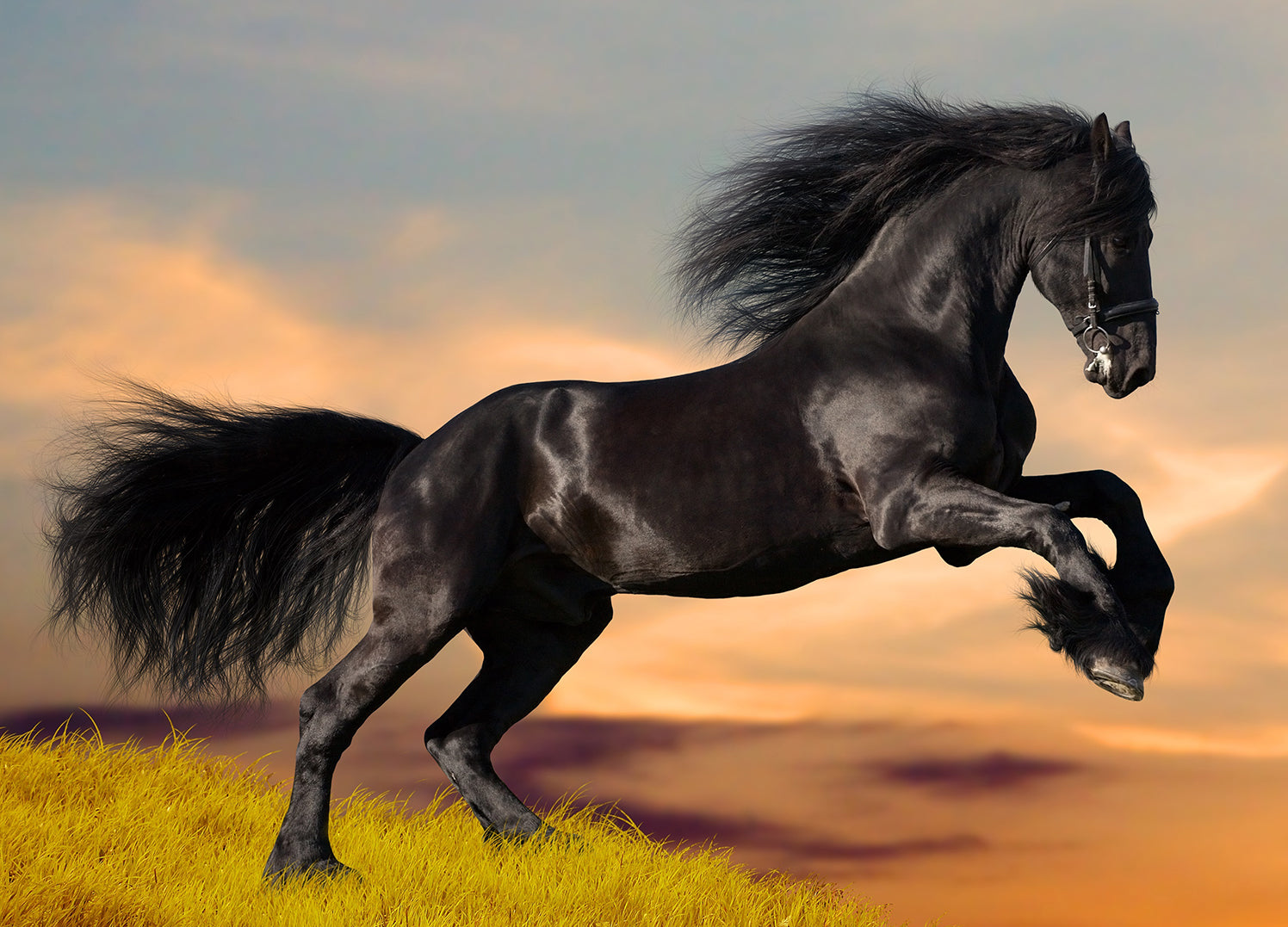 Canvastavla - Black beauty