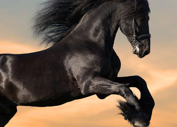 Canvastavla - Black beauty