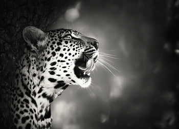Canvastavla - Hunting