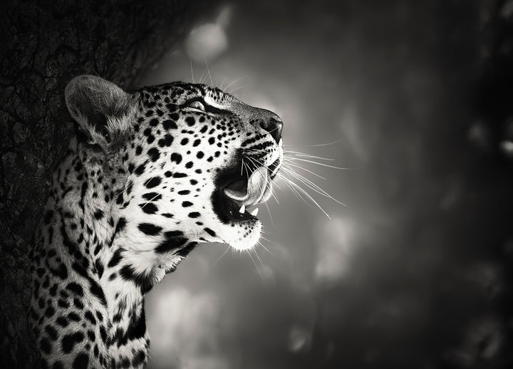 Canvastavla - Hunting