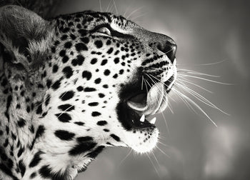 Canvastavla - Hunting