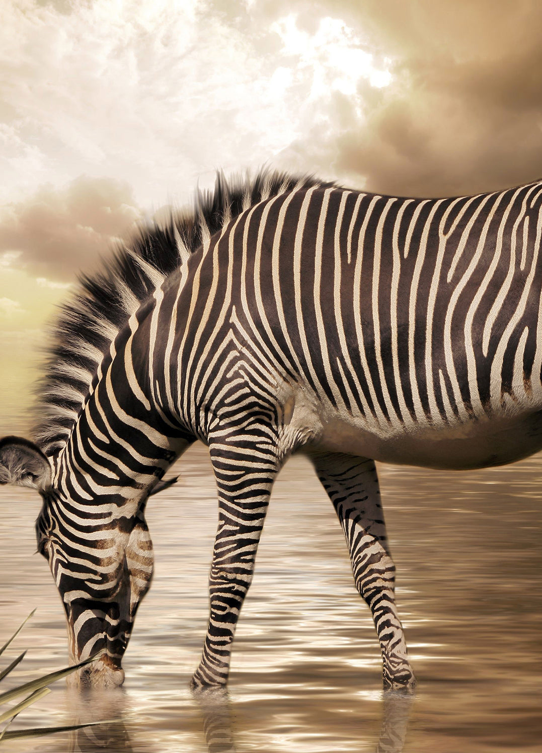 Canvastavla - Zebra tavla