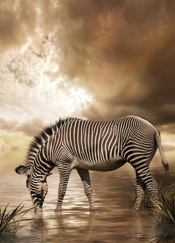 Canvastavla - Zebra tavla