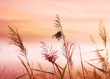Canvastavla - Warm Meadow
