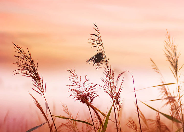 Canvastavla - Warm Meadow