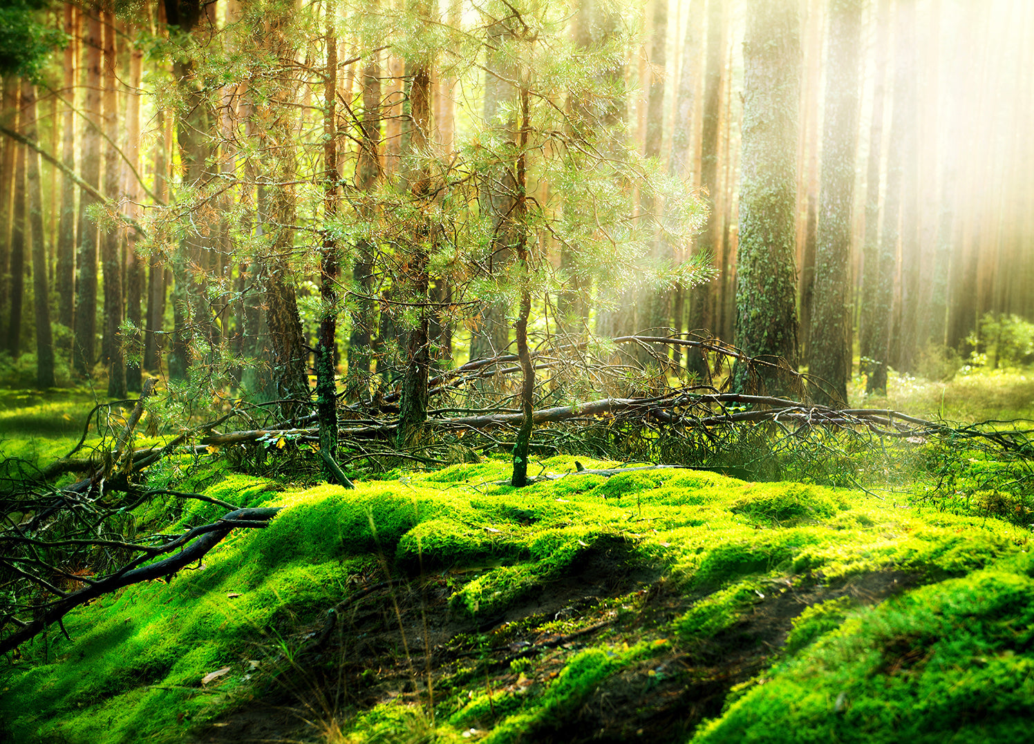 Canvastavla - Grön sommar skog