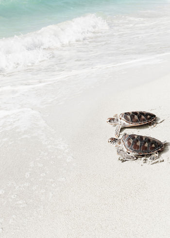 Canvastavla - Turtle on the beach