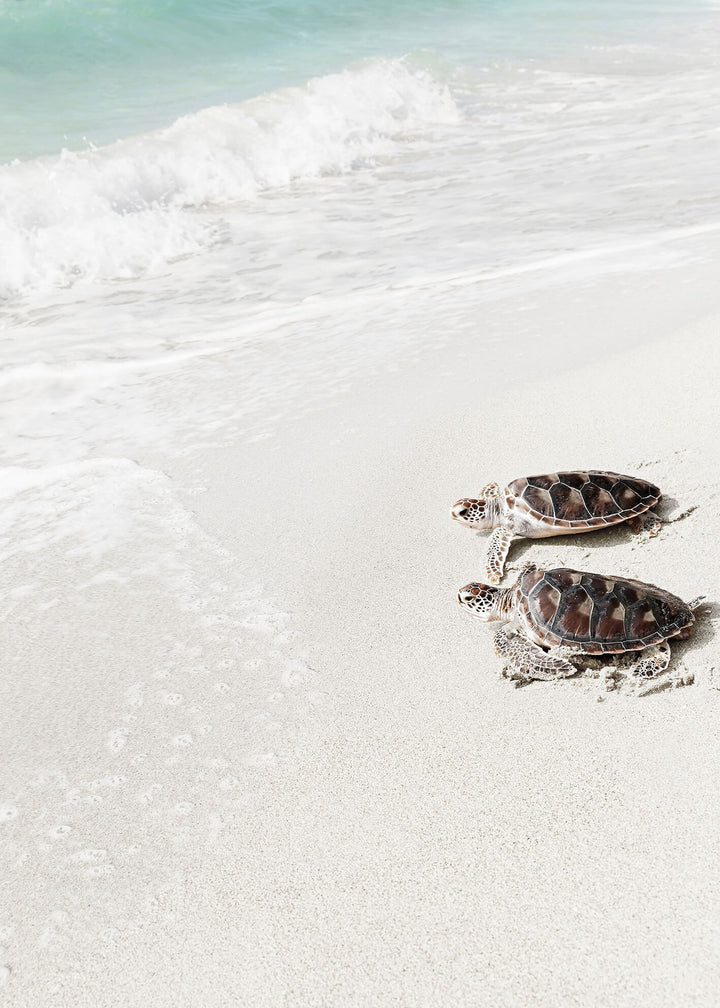 Canvastavla - Turtle on the beach