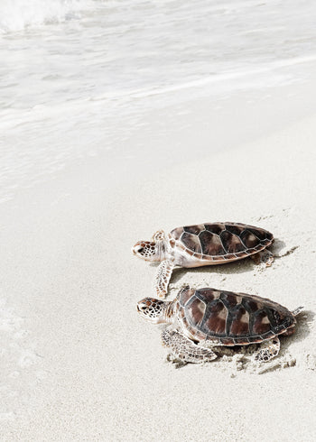 Canvastavla - Turtle on the beach