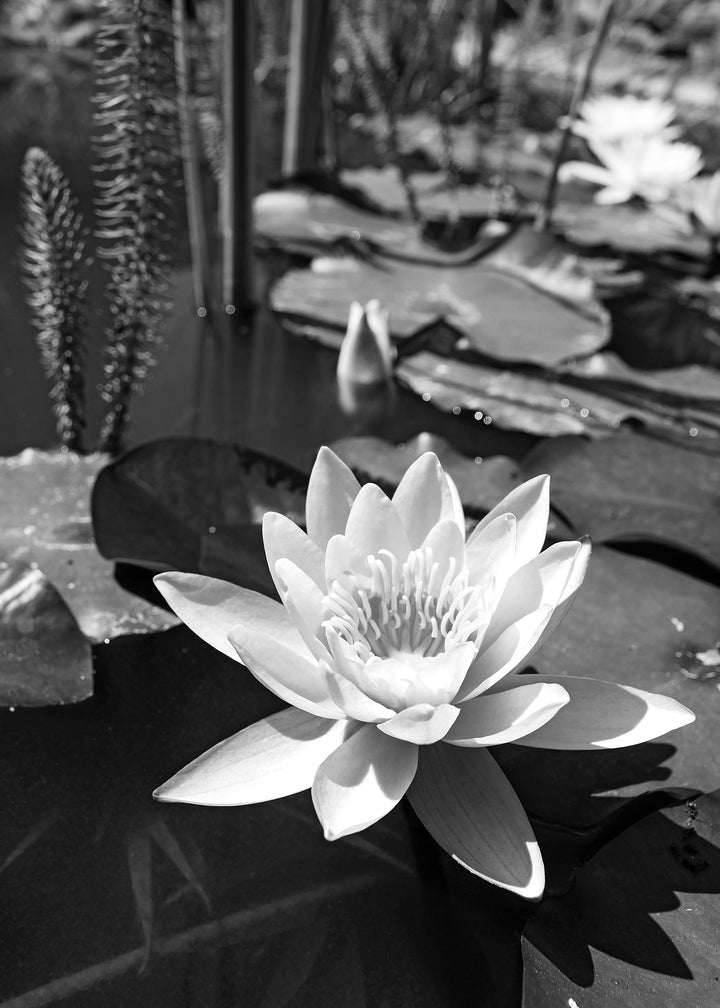 Canvastavla - Water Lily