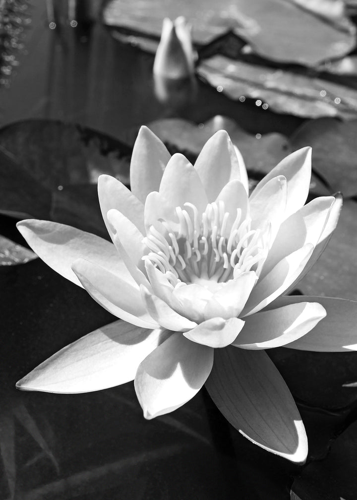 Canvastavla - Water Lily