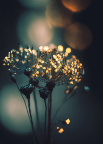 Canvastavla - Yellow Flowers