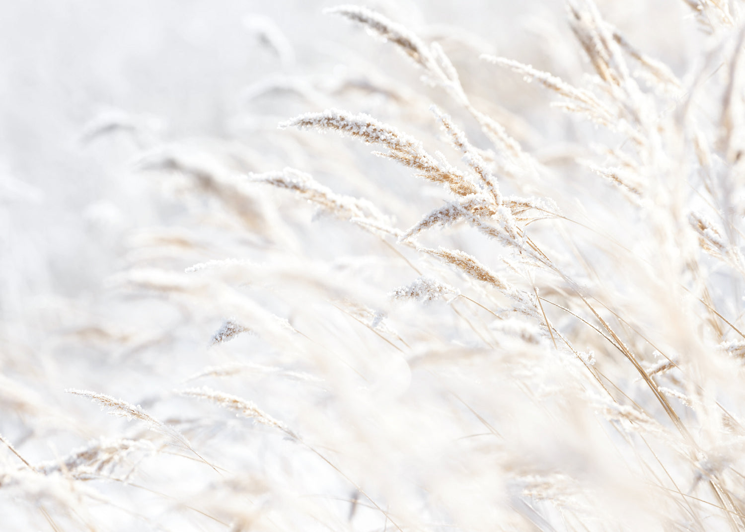 Canvastavla - Whispering Winter