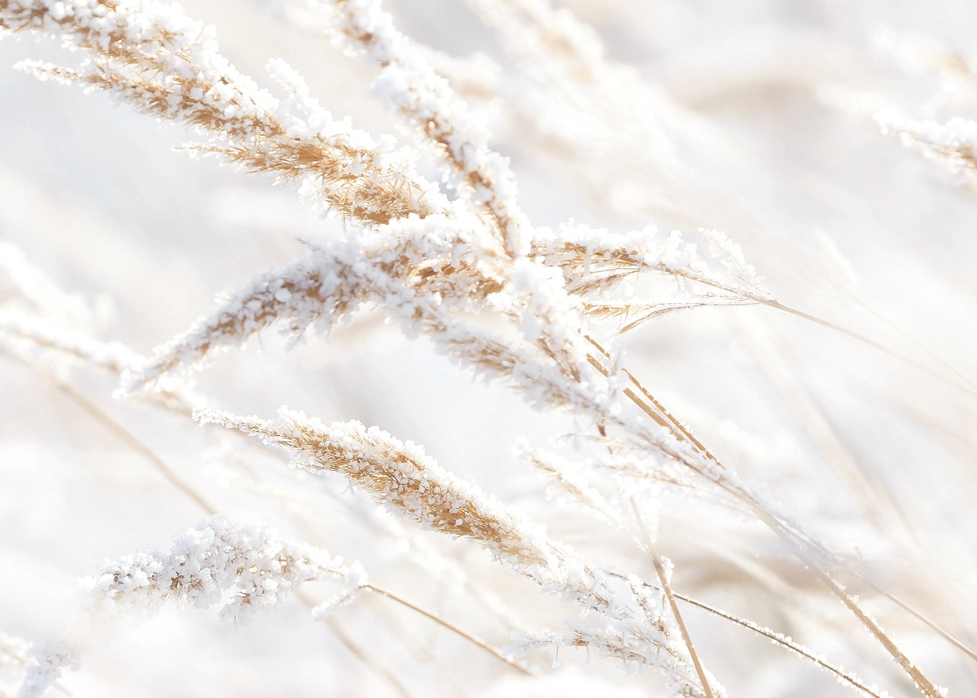 Canvastavla - Whispering Winter
