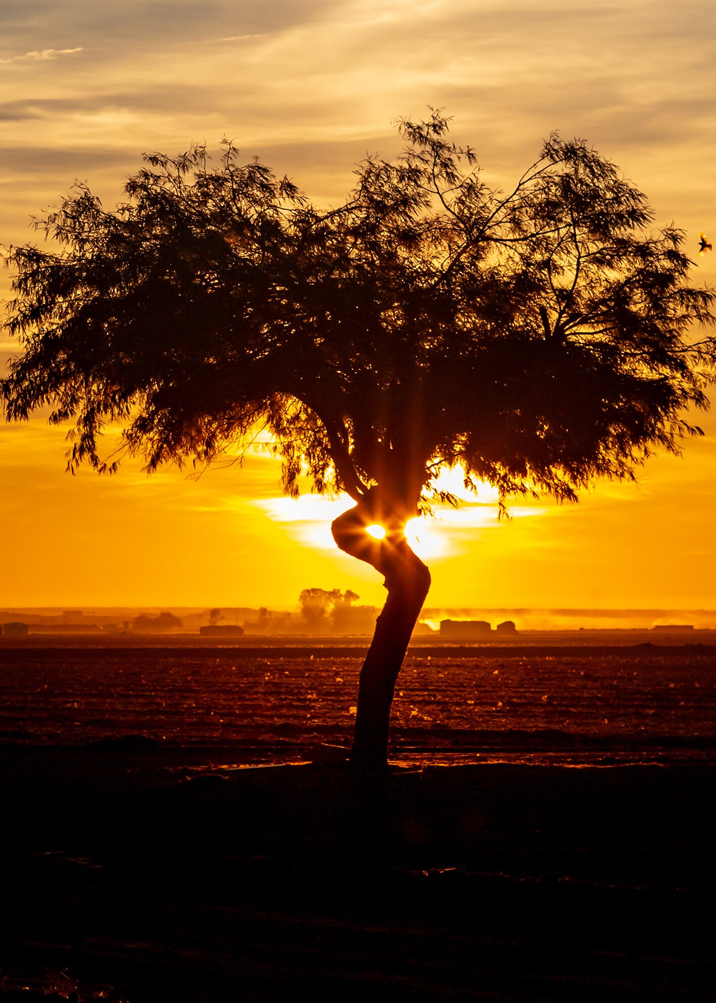 Canvastavla - Sunrise tree