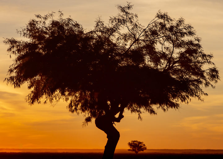 Canvastavla - African landscape