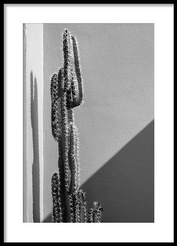 Poster - Cactaceae