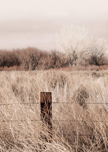 Canvastavla - Nature Grass