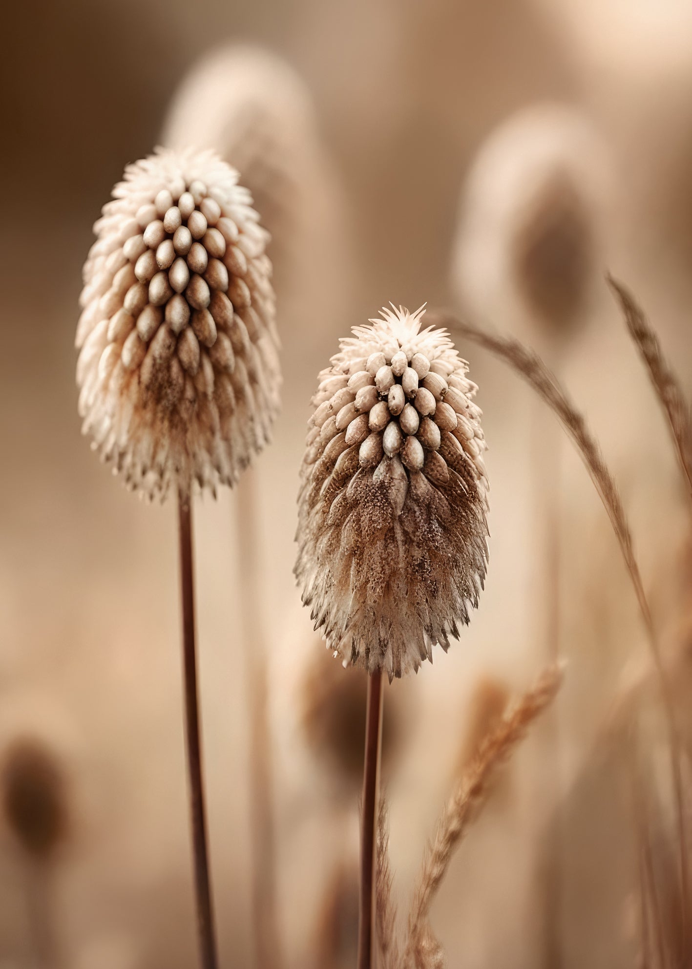 Canvastavla - Beige Botanics