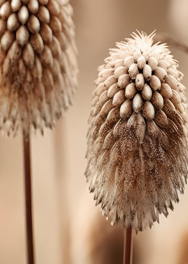 Canvastavla - Beige Botanics