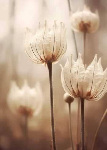 Canvastavla - Nature Petals