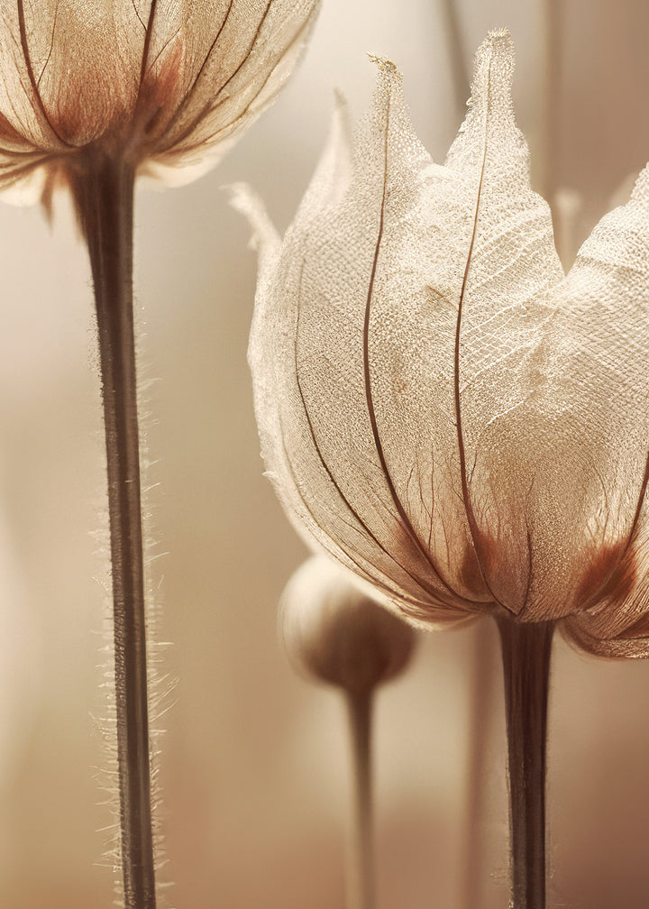 Canvastavla - Nature Petals