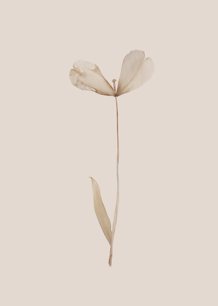 Canvastavla - Dried Tulip