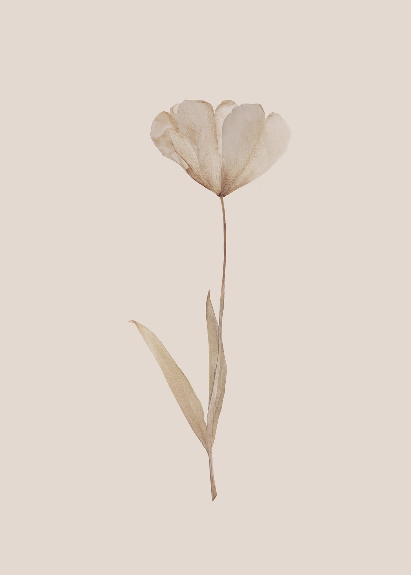 Canvastavla - Autumn Tulip