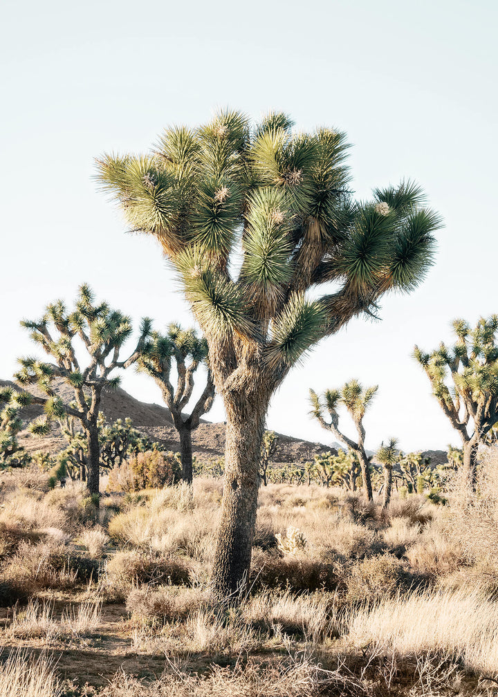 Canvastavla - Joshua trees in the desert
