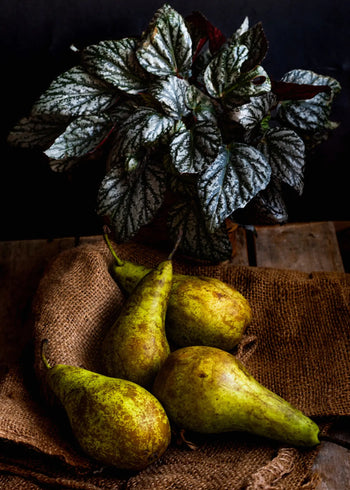 Canvastavla - Pear Delight