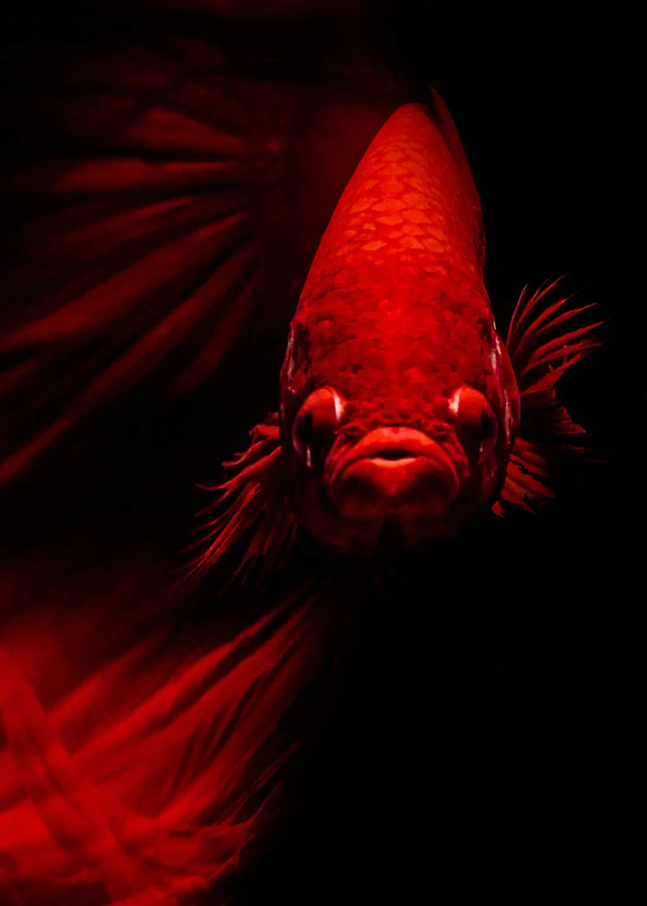 Canvastavla - The Red Whisper