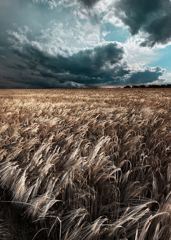 Plakat - Field