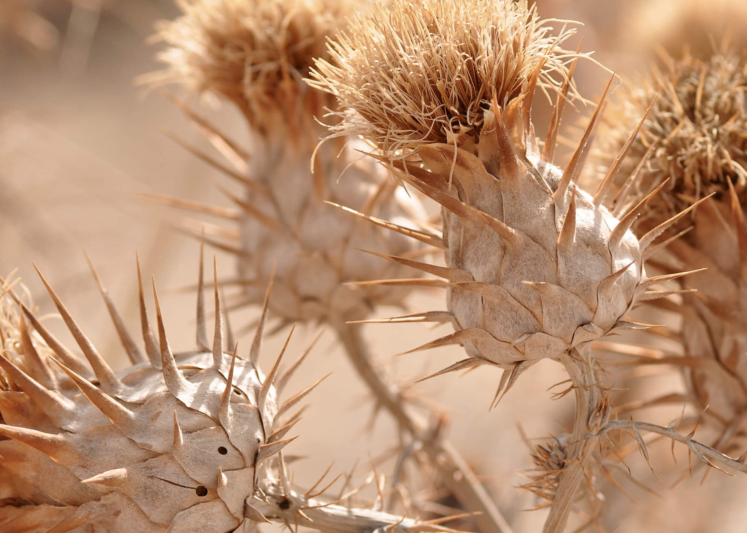 Canvastavla - Still Life