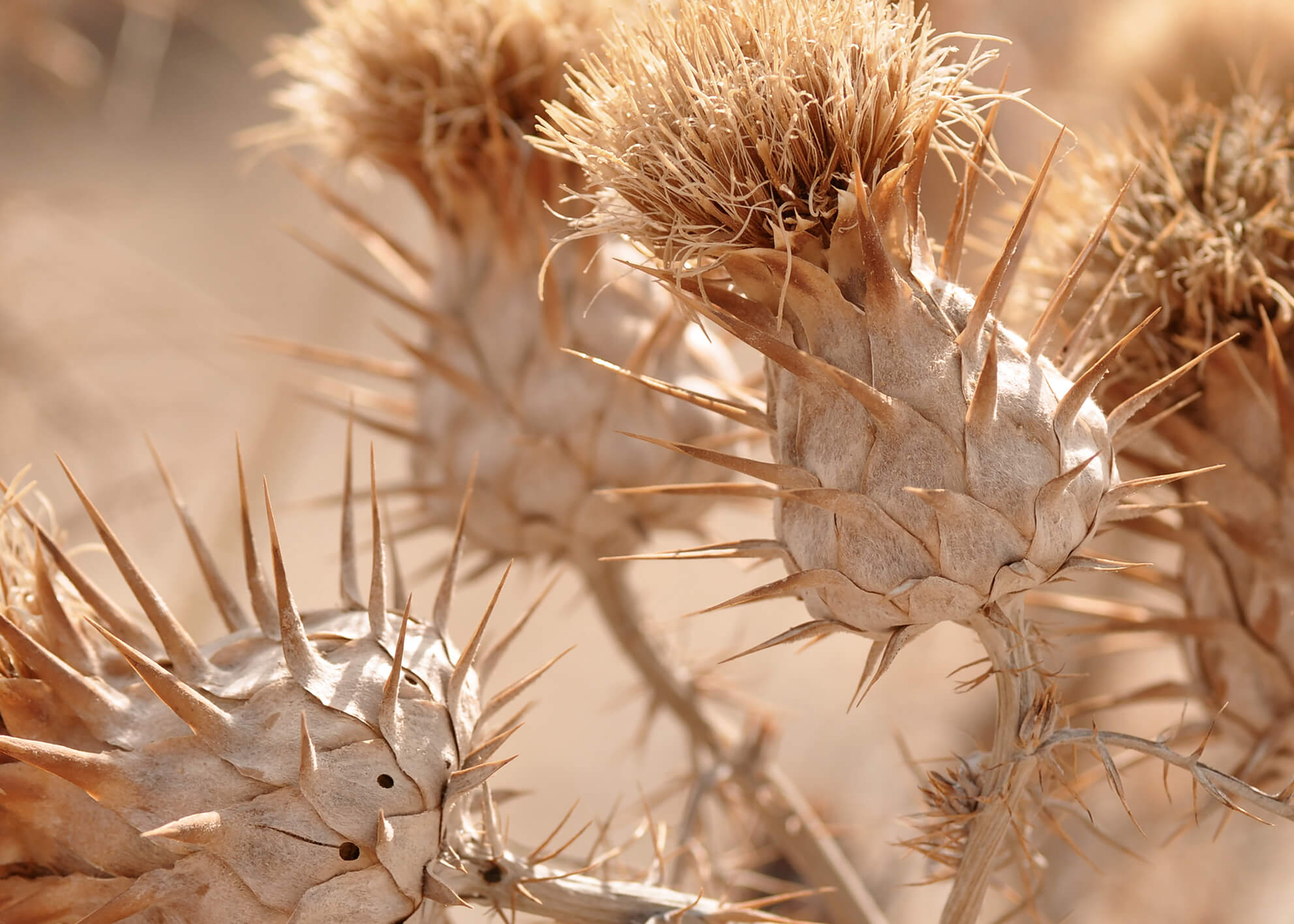 Canvastavla - Still Life