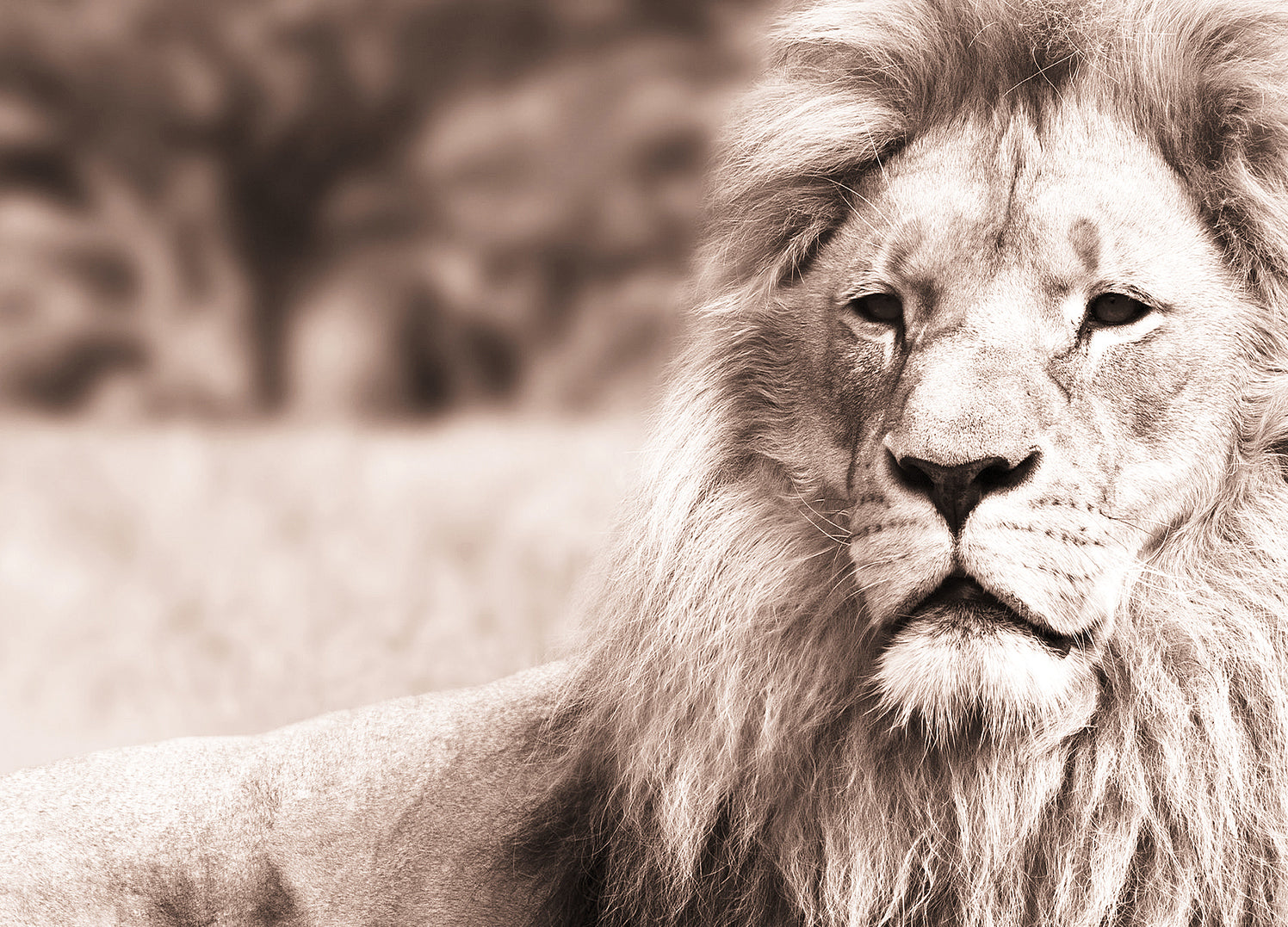 Canvastavla - Lion Sepia