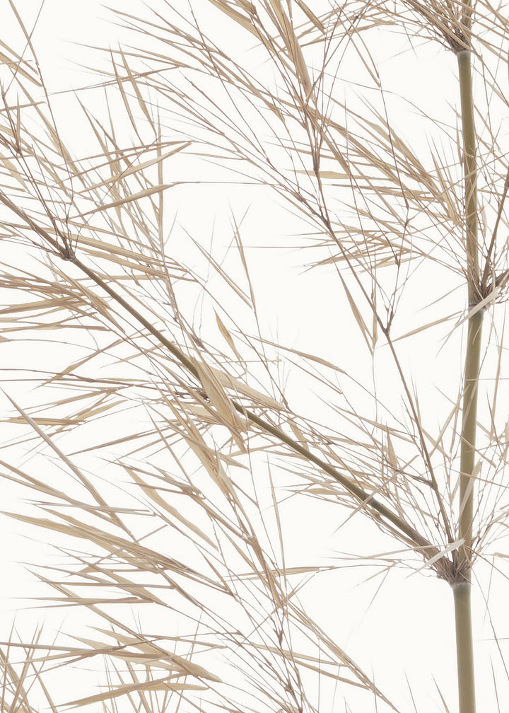 Canvastavla - Dried Bamboo