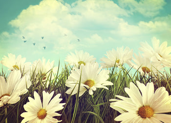 Canvastavla - Daisies