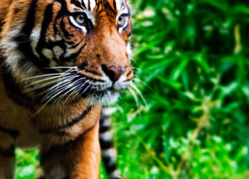 Canvastavla - Tiger
