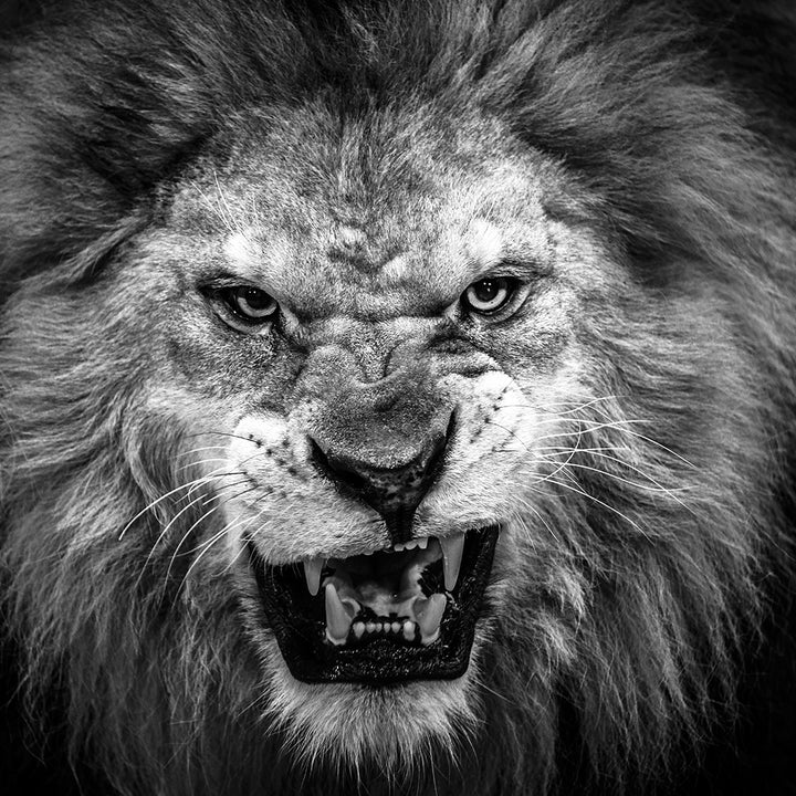 Canvastavla - Lion