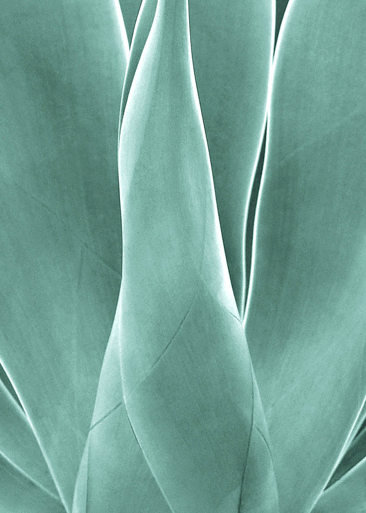 Canvastavla - Agave