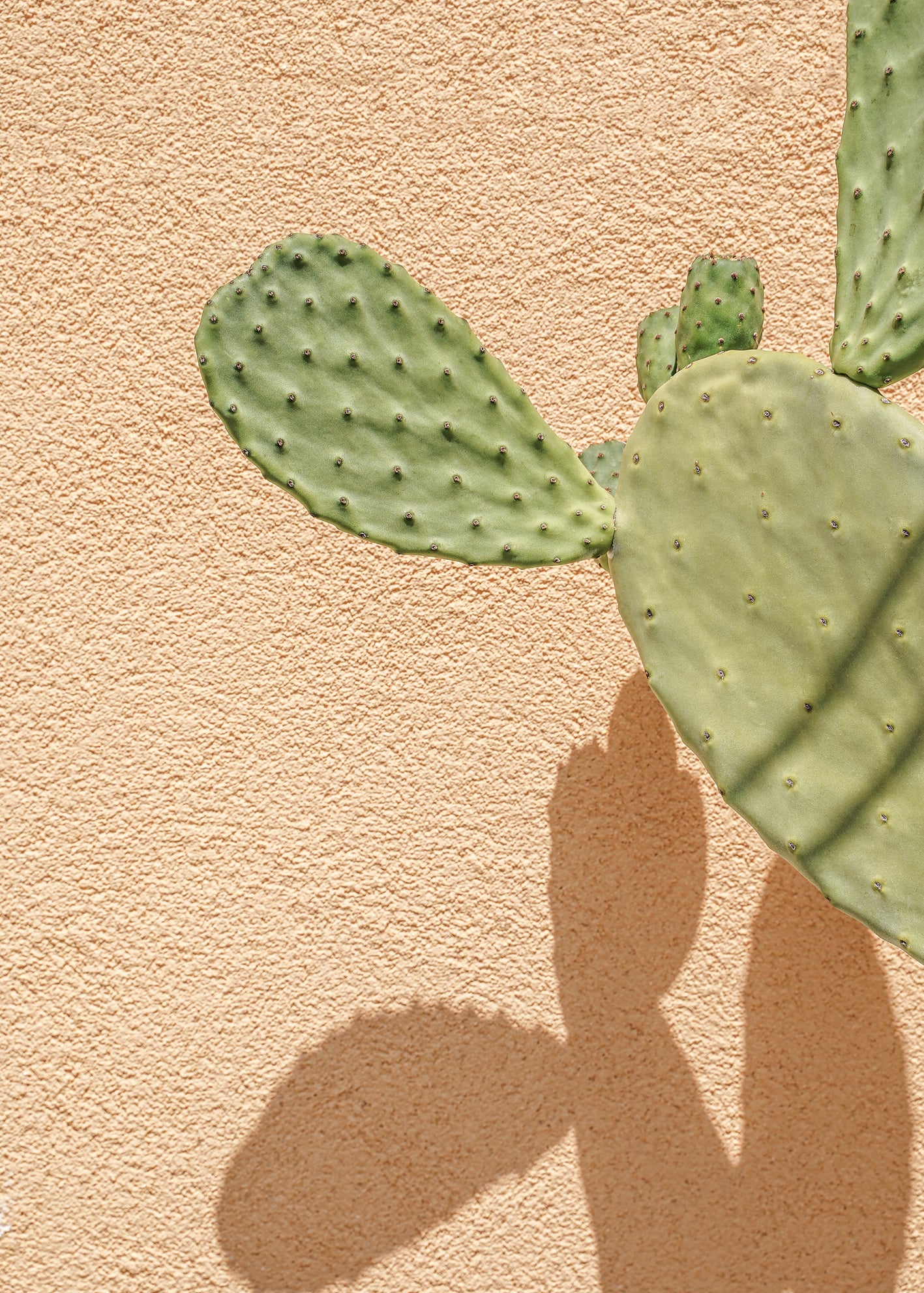 Canvastavla - Cactus Shadow
