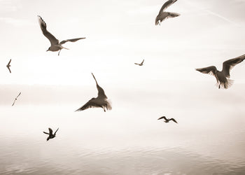 Canvastavla - Birds of Freedom