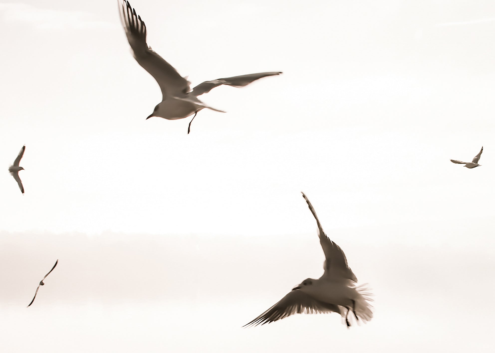 Canvastavla - Birds of Freedom