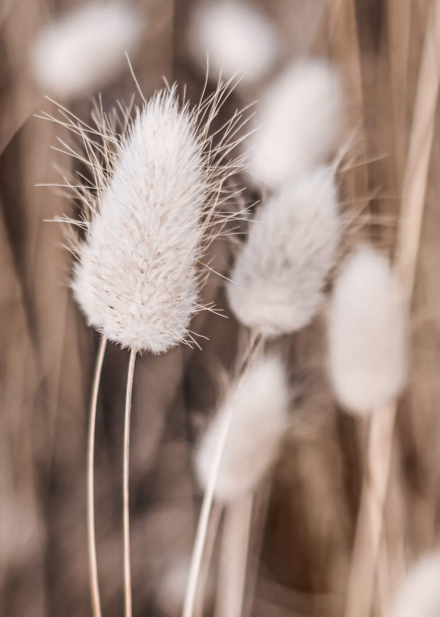 Canvastavla - Soft flowers