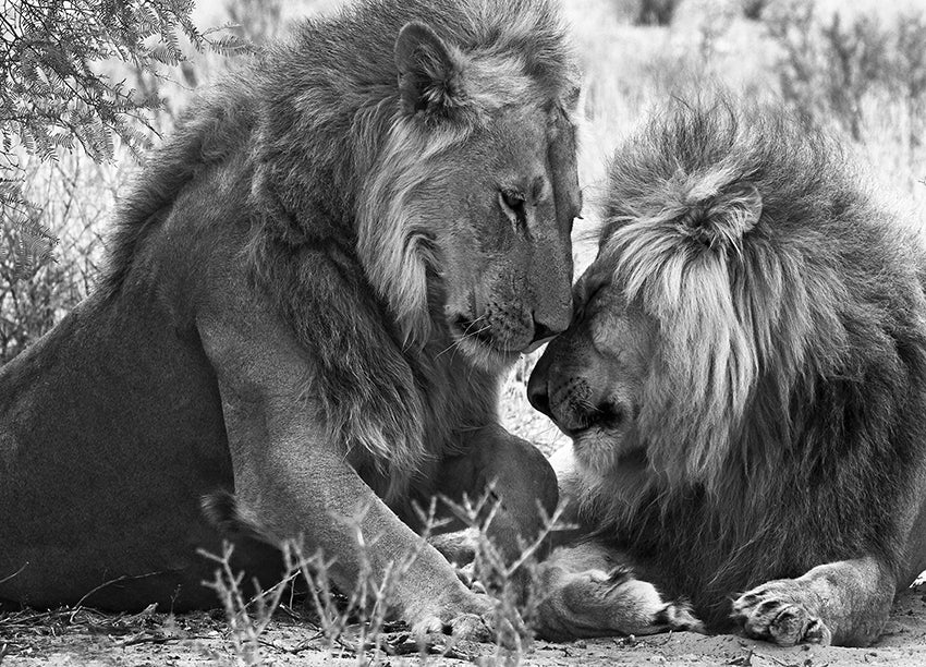 Canvastavla - Lejon - Love
