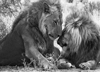 Canvastavla - Lejon - Love