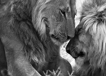 Canvastavla - Lejon - Love