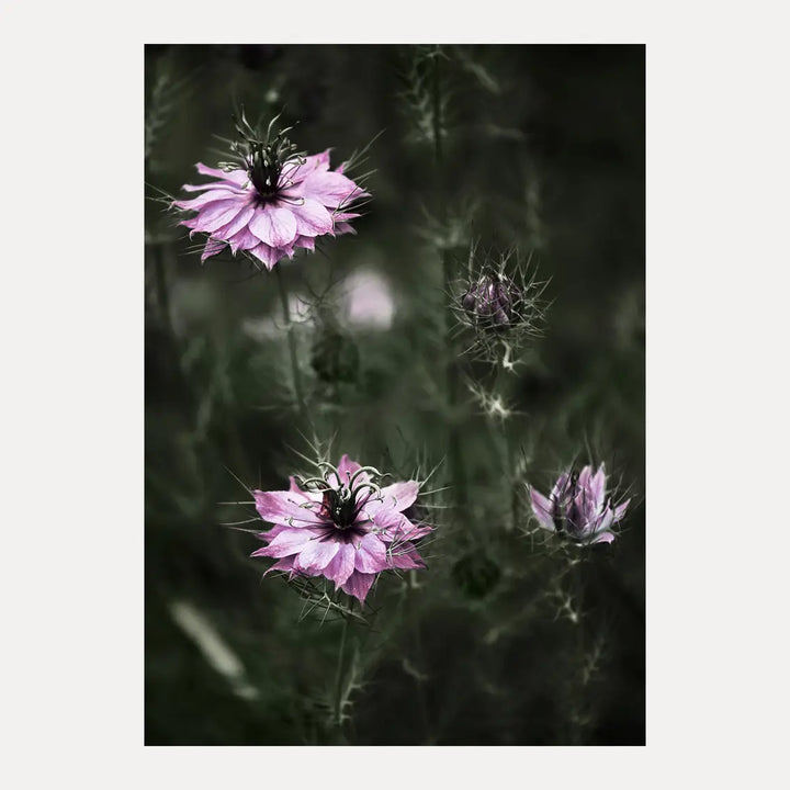 Poster - Forest Fruits