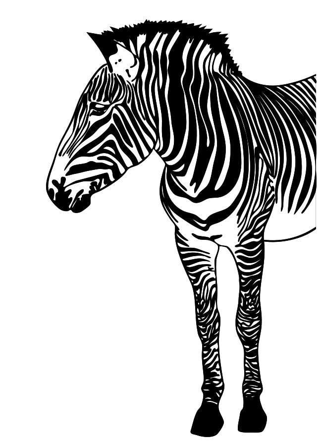 Poster - Zebra